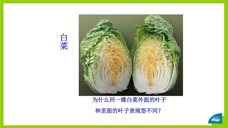 北师大版生物八年级上册第二十章《遗传和变异现象》20.5 遗传与环境 教学PPT课件第5页