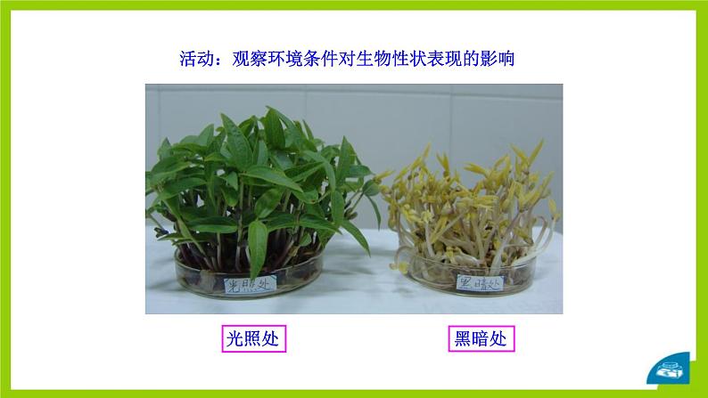 北师大版生物八年级上册第二十章《遗传和变异现象》20.5 遗传与环境 教学PPT课件第7页