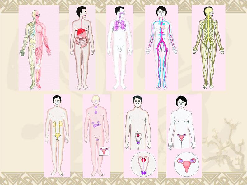 苏教版生物七年级下册 第八章 第三节人体概述(课件)03