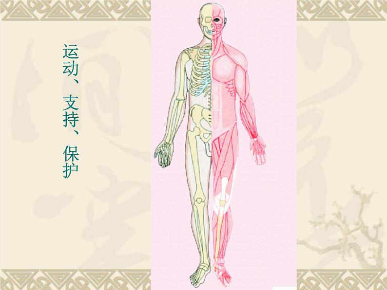 苏教版生物七年级下册 第八章 第三节人体概述(课件)04