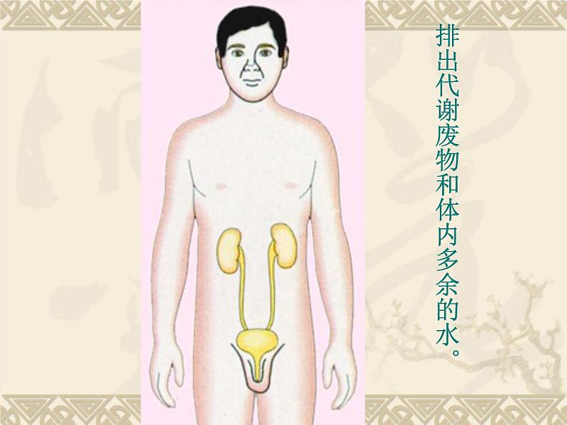 苏教版生物七年级下册 第八章 第三节人体概述(课件)07