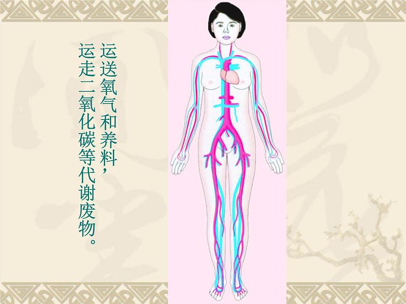 苏教版生物七年级下册 第八章 第三节人体概述(课件)08