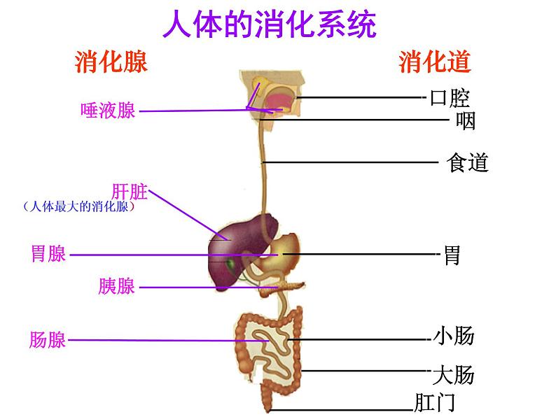 苏教版生物七年级下册 第九章 第二节 人体的消化与吸收_1(课件)02