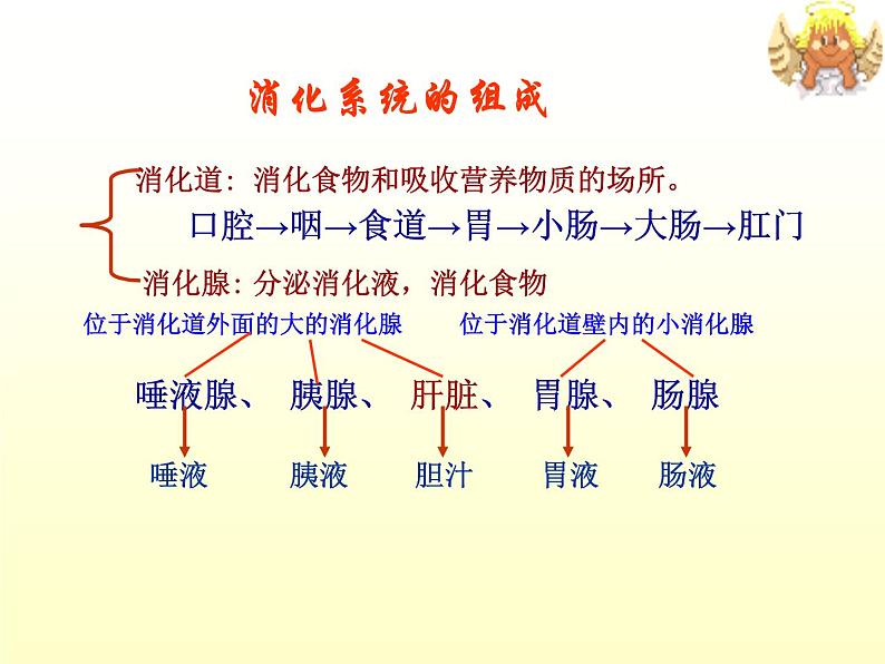 苏教版生物七年级下册 第九章 第二节 人体的消化与吸收_1(课件)03