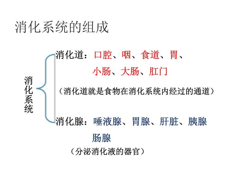 苏教版生物七年级下册 第九章 第二节 人体的消化与吸收（课件）04