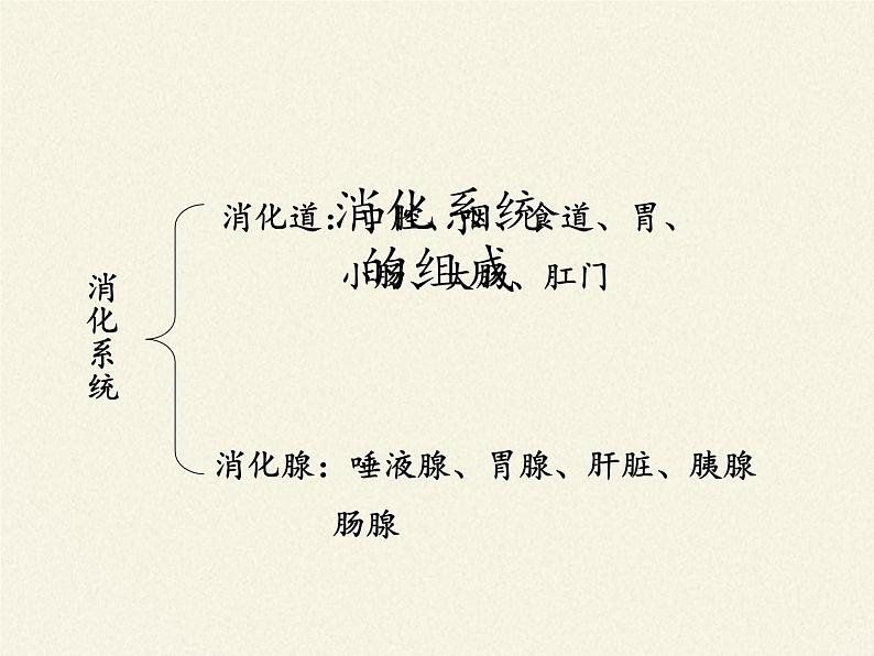 苏教版生物七年级下册 第九章 第二节 人体的消化与吸收(11)(课件)第2页