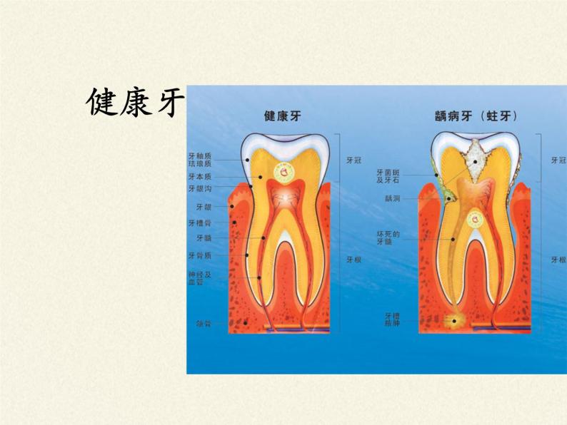 苏教版生物七年级下册 第九章 第二节 人体的消化与吸收(11)（课件）04