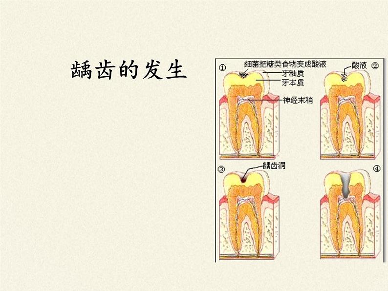 苏教版生物七年级下册 第九章 第二节 人体的消化与吸收(11)(课件)第5页