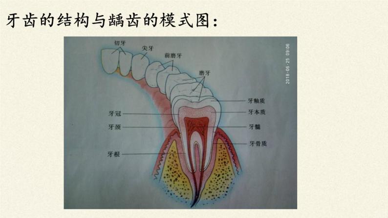 苏教版生物七年级下册 第九章 第二节 人体的消化与吸收(8)（课件）08