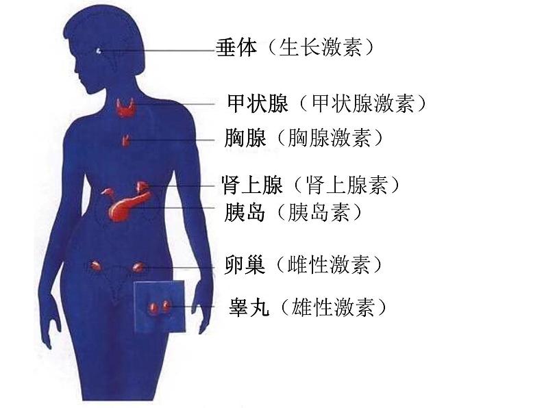 苏教版生物七年级下册 第十二章 第一节 人体的激素调节(课件)第3页