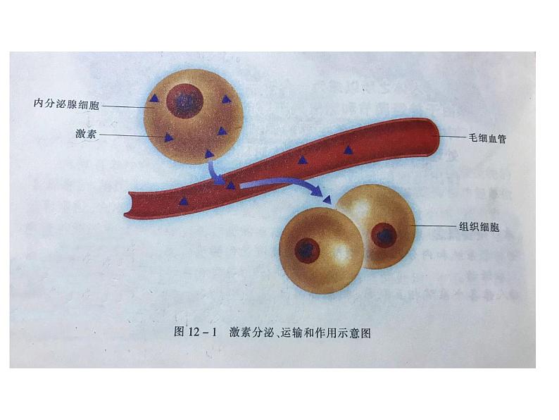 苏教版生物七年级下册 第十二章 第一节 人体的激素调节(课件)第7页