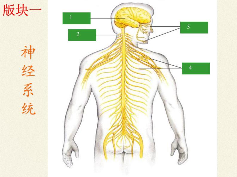 苏教版生物七年级下册 第十二章 第二节 人体的神经调节(2)（课件）06