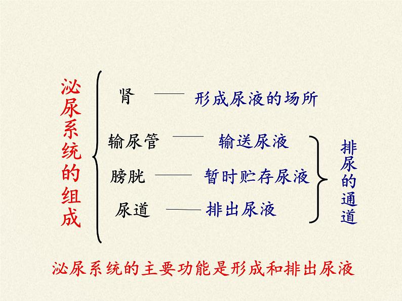 苏教版生物七年级下册 第十一章 第一节 人体泌尿系统的组成(6)(课件)08