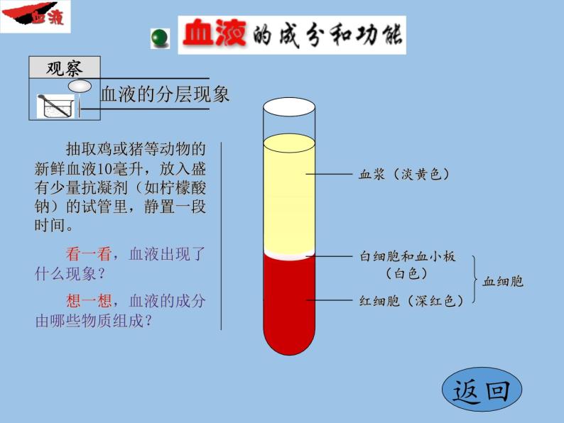 苏教版生物七年级下册 第十章 第一节 血液和血型(5)（课件）05