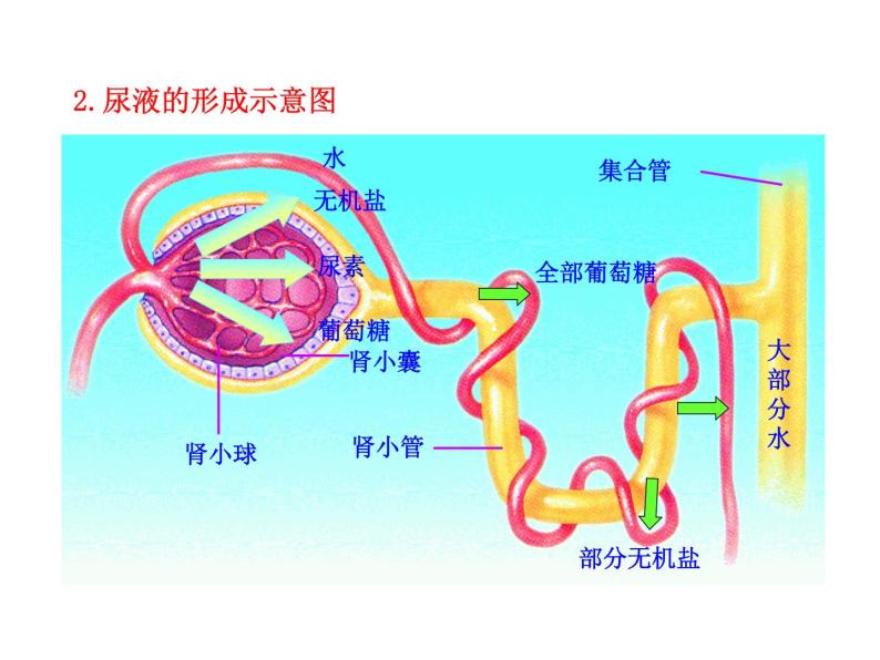 苏教版生物七年级下册 第十一章 第二节 人体废物的排出_1（课件）07