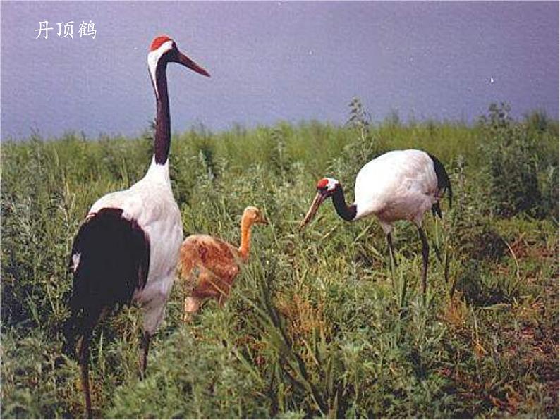 苏教版生物七年级下册 第十三章 第二节 保护生物圈——从自身做起(8)(课件)第3页