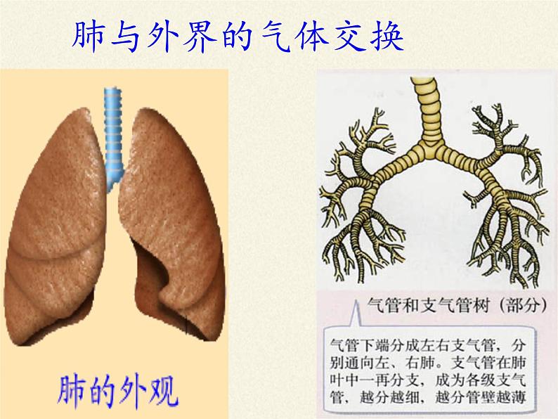 苏教版生物七年级下册 第十章 第三节 人体和外界环境的气体交换(3)(课件)05