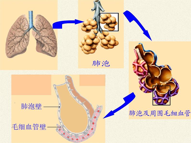苏教版生物七年级下册 第十章 第三节 人体和外界环境的气体交换(3)(课件)06