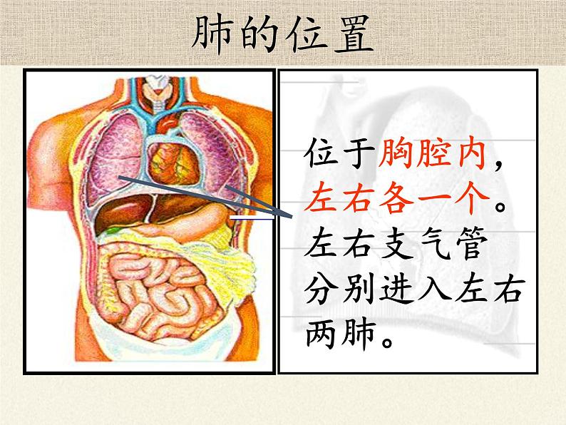 苏教版生物七年级下册 第十章 第四节 人体内的气体交换(5)(课件)02