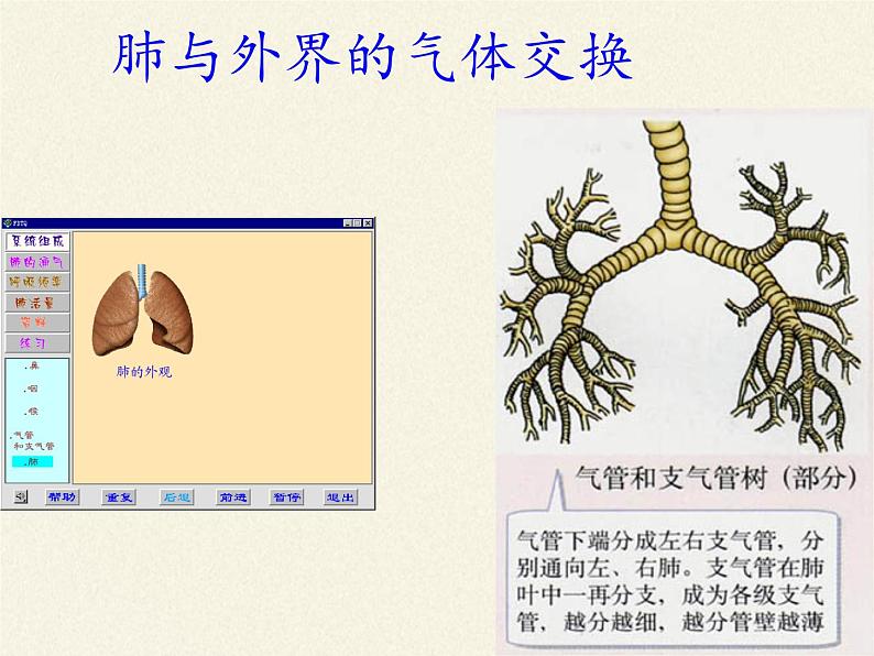 苏教版生物七年级下册 第十章 第四节 人体内的气体交换(5)(课件)03