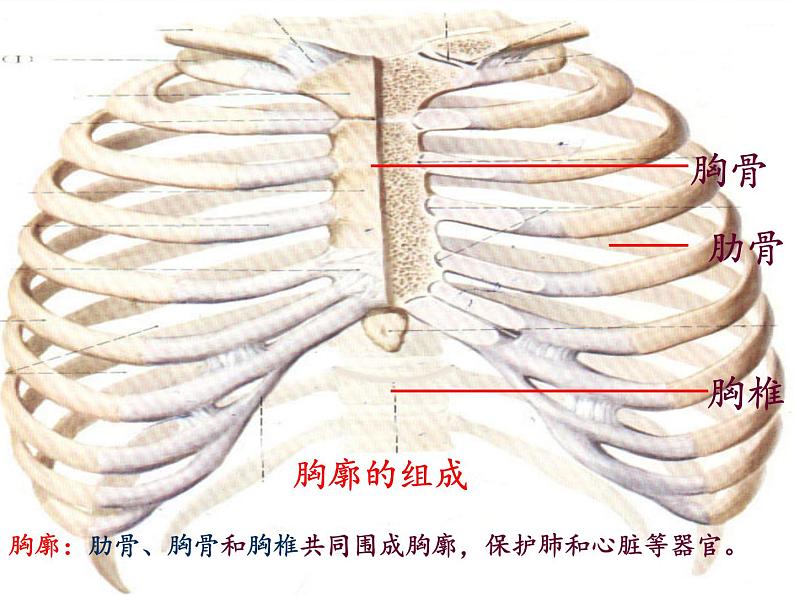 苏教版生物七年级下册 第十章 第四节 人体内的气体交换(5)(课件)04