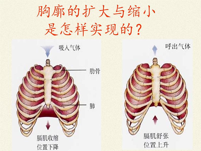 苏教版生物七年级下册 第十章 第四节 人体内的气体交换(5)(课件)06