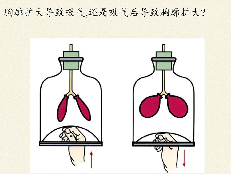 苏教版生物七年级下册 第十章 第四节 人体内的气体交换(5)(课件)08
