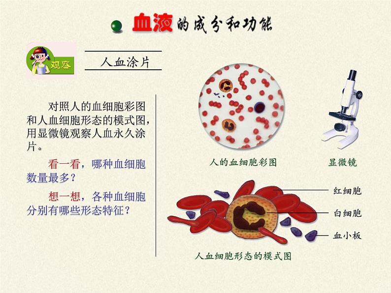苏教版生物七年级下册 第十章 第一节 血液和血型(4)(课件)05