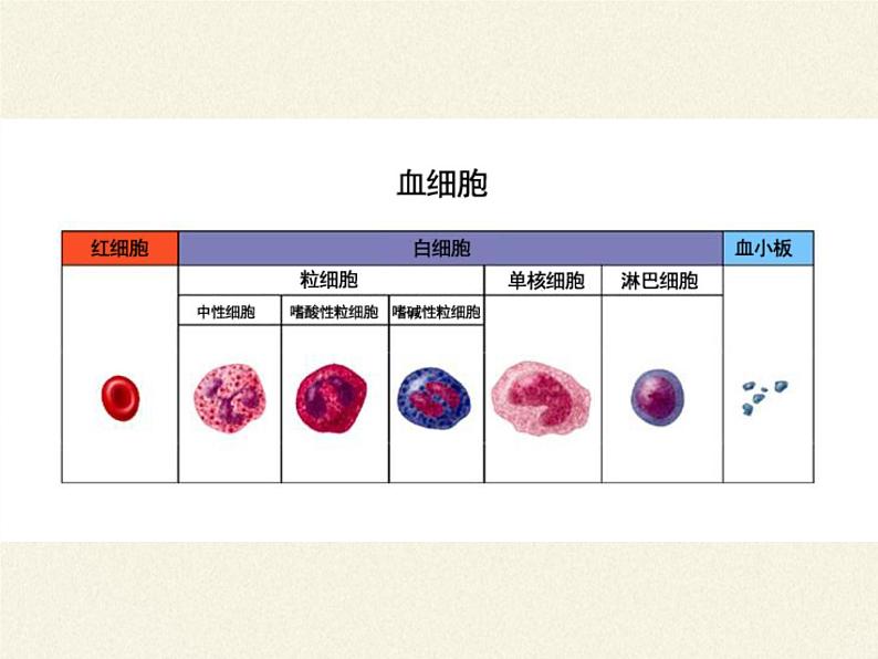 苏教版生物七年级下册 第十章 第一节 血液和血型(4)(课件)07