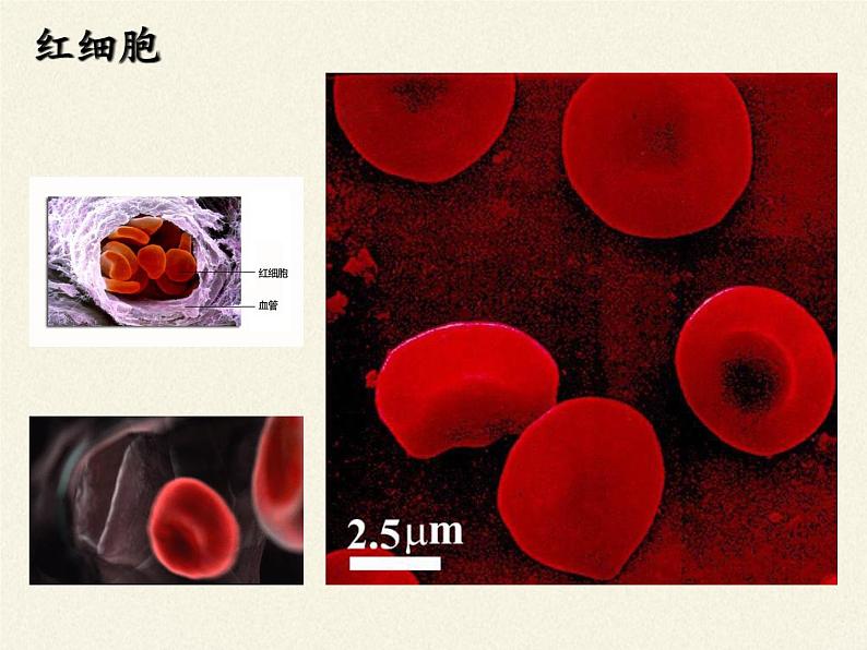 苏教版生物七年级下册 第十章 第一节 血液和血型(4)(课件)08