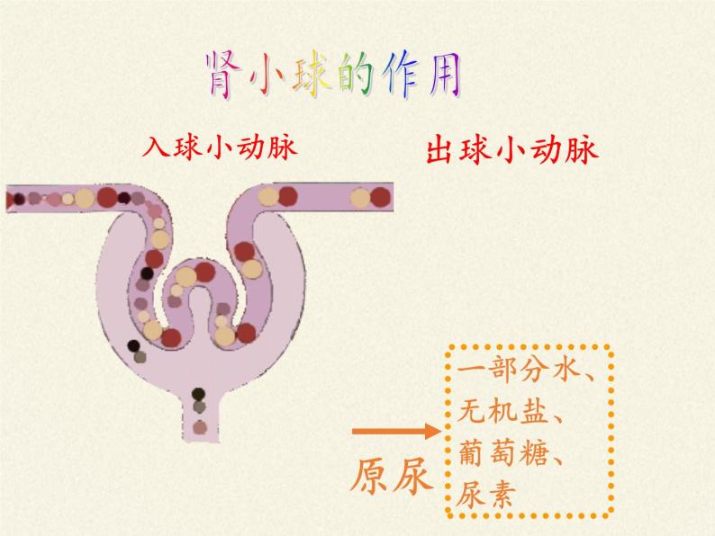 苏教版生物七年级下册 第十一章 第二节 人体废物的排出(5)（课件）08