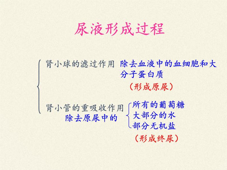 苏教版生物七年级下册 第十一章 第二节 人体废物的排出(9)（课件）03