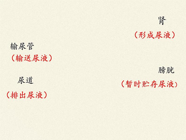 苏教版生物七年级下册 第十一章 第一节 人体泌尿系统的组成(4)(课件)第7页