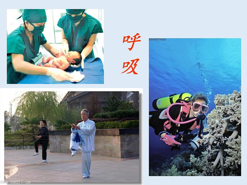 苏教版生物七年级下册 第十章 第三节 人体和外界环境的气体交换(1)(课件)02