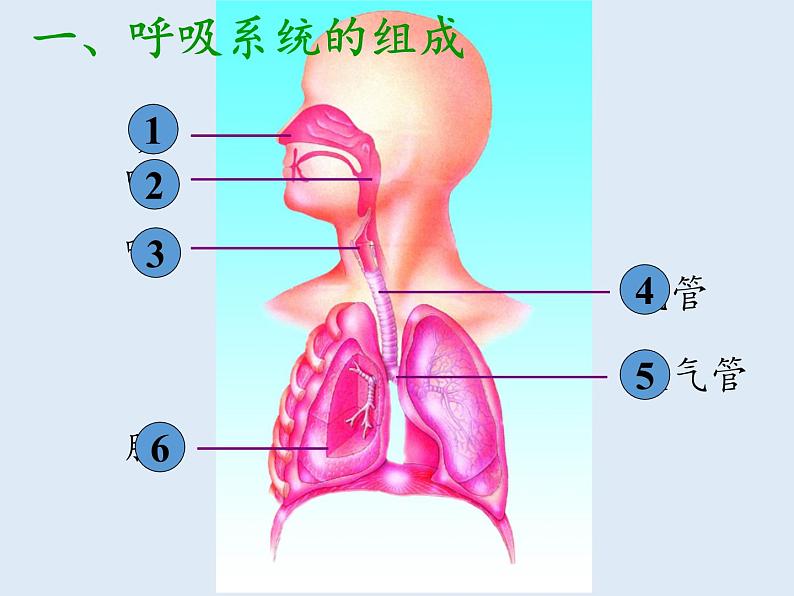 苏教版生物七年级下册 第十章 第三节 人体和外界环境的气体交换(1)(课件)03