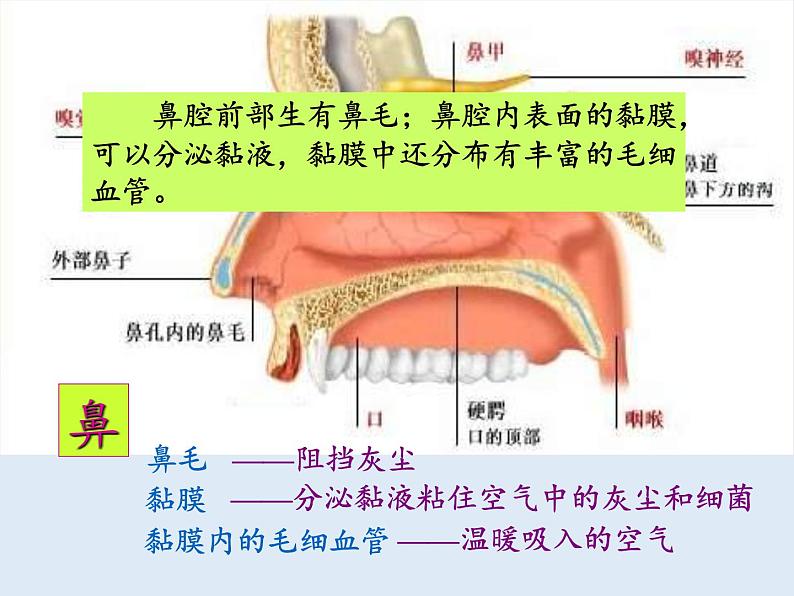 苏教版生物七年级下册 第十章 第三节 人体和外界环境的气体交换(1)(课件)05