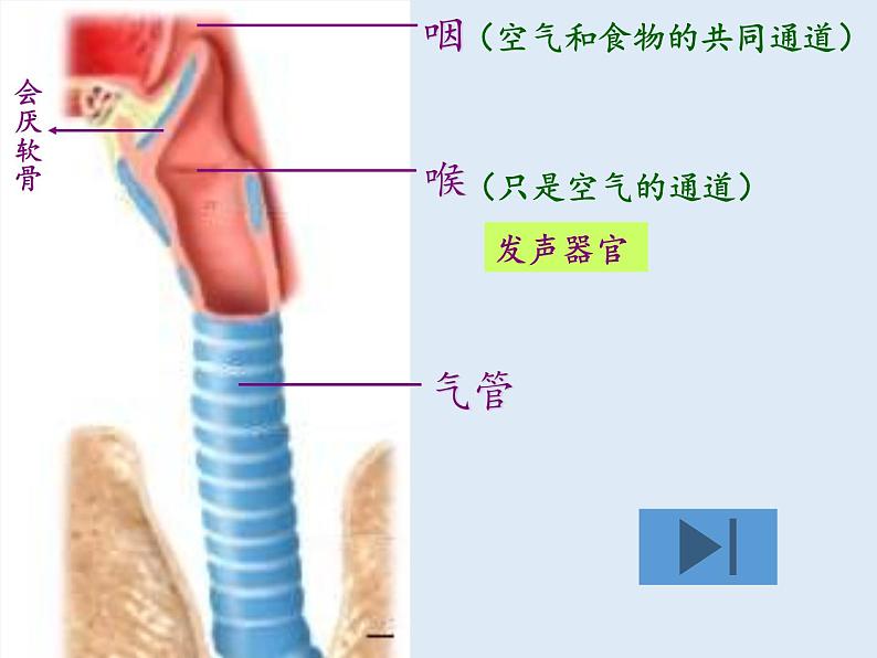 苏教版生物七年级下册 第十章 第三节 人体和外界环境的气体交换(1)(课件)06