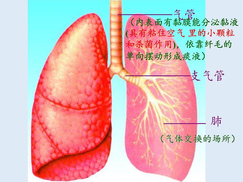 苏教版生物七年级下册 第十章 第三节 人体和外界环境的气体交换(1)(课件)07