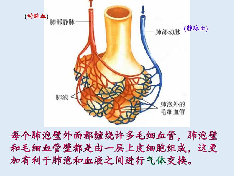 苏教版生物七年级下册 第十章 第三节 人体和外界环境的气体交换(1)(课件)08