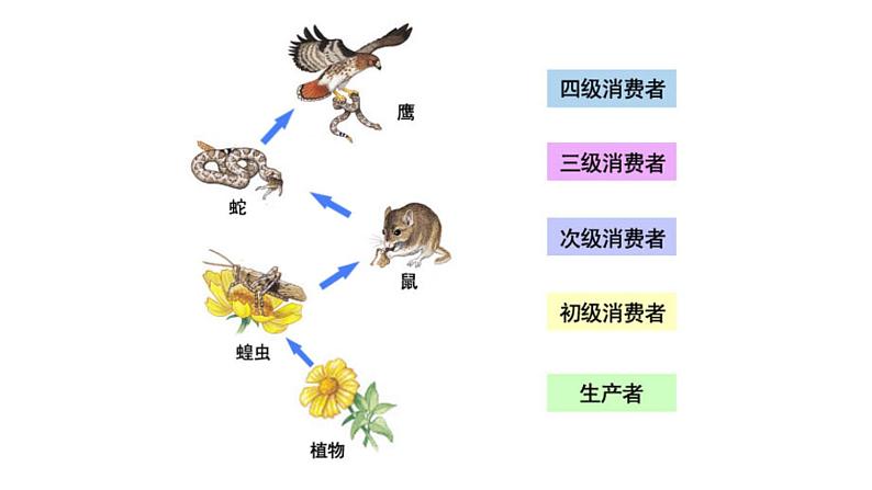北师大版生物八年级下册第23章 《生态系统及其稳定性》23.3 生态系统的结构和功能 教学PPT课件第3页