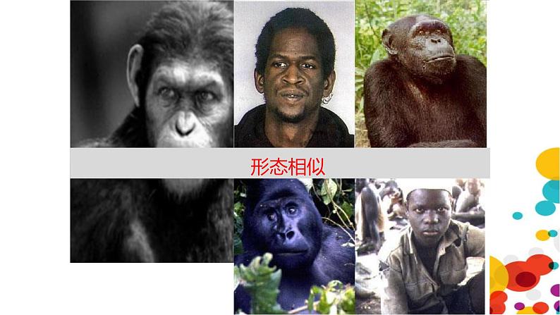 北师大版生物八年级下册第21章 《生命的发生和发展》21.3 人类的起源与进化 教学PPT课件第5页