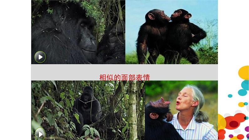 北师大版生物八年级下册第21章 《生命的发生和发展》21.3 人类的起源与进化 教学PPT课件第6页