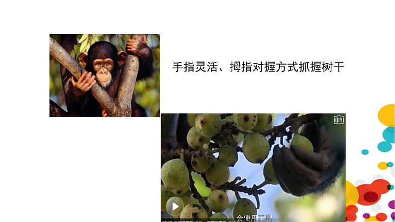 北师大版生物八年级下册第21章 《生命的发生和发展》21.3 人类的起源与进化 教学PPT课件第8页