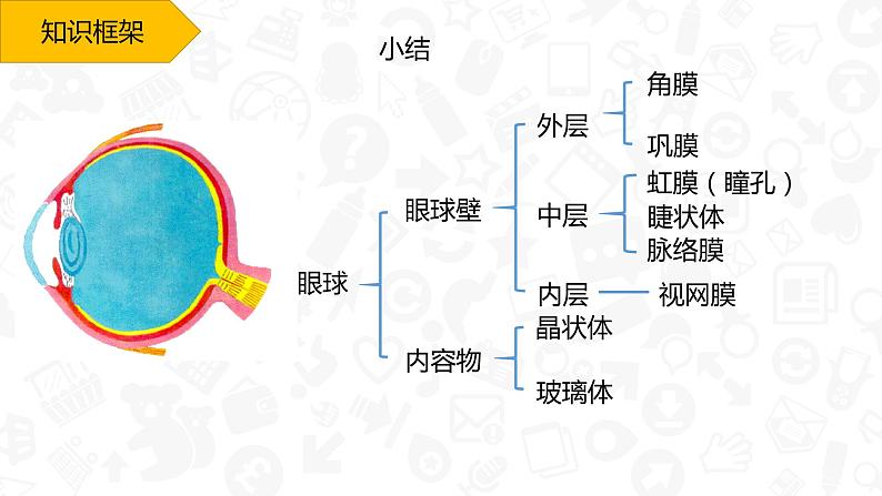 初中生物人教版七年级下册 第一节人体对外界环境的感知 1 课件第6页