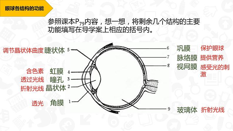 初中生物人教版七年级下册 第一节人体对外界环境的感知 1 课件第7页