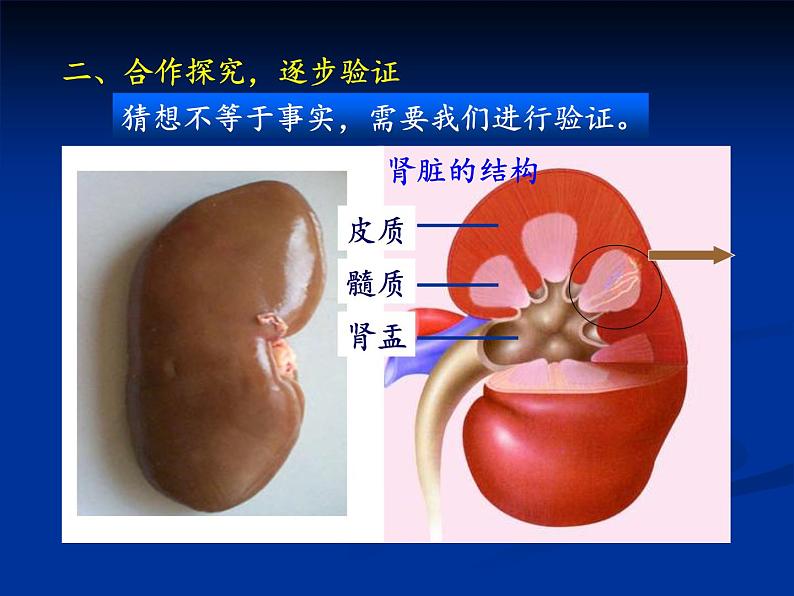 初中生物人教版七年级下册 人体内废物的排出 4 课件第6页