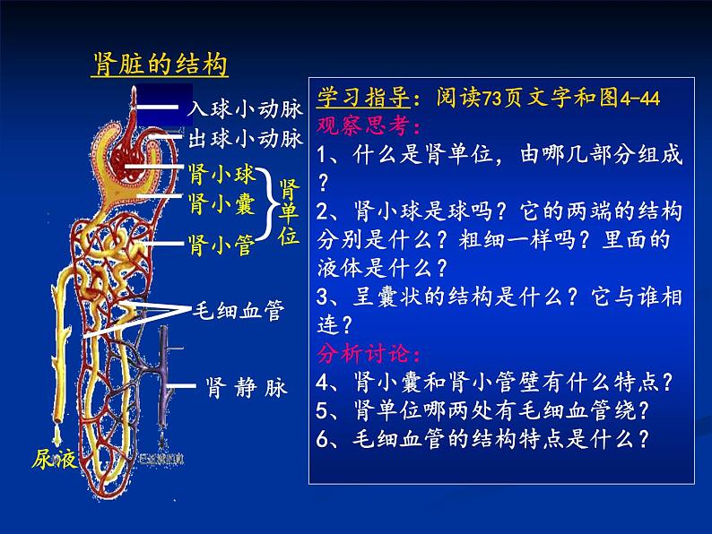 初中生物人教版七年级下册 人体内废物的排出 4 课件第7页