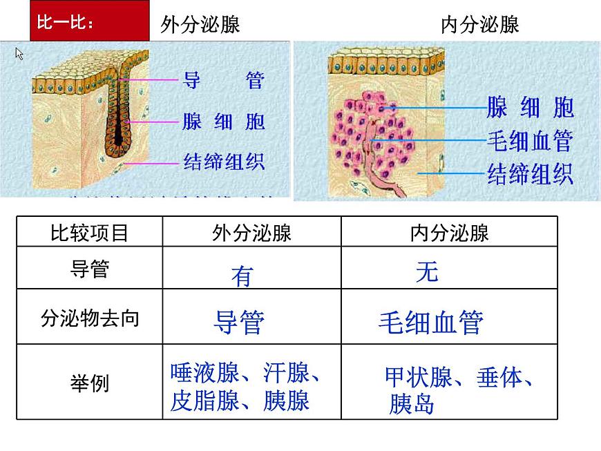 初中生物人教版七年級(jí)下冊(cè) 第四節(jié)激素調(diào)節(jié) 課件第4頁(yè)