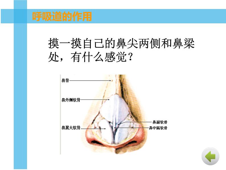 初中生物人教版七年级下册 第一节呼吸道对空气的处理 课件第7页