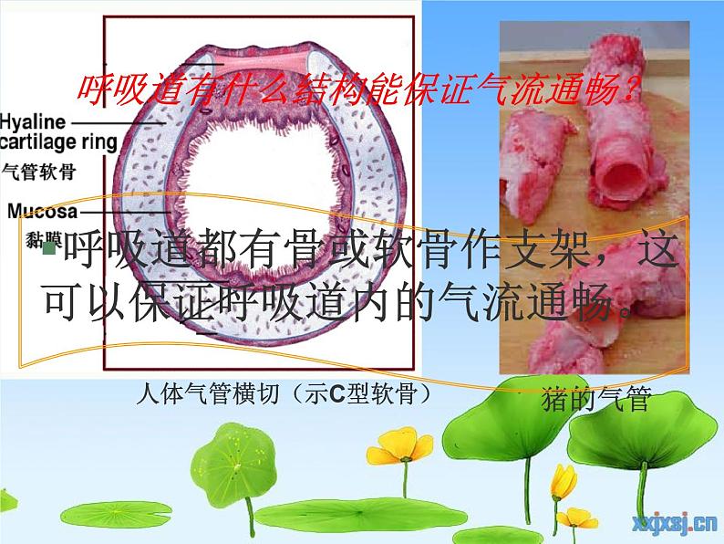 初中生物人教版七年级下册 第一节呼吸道对空气的处理 2 课件第7页